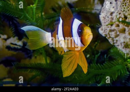 Il clarkii di Amphiprion, conosciuto comunemente come pesce pagliaccio di Clark, è un pesce marino appartenente alla famiglia delle Pomacentridae, il clown Foto Stock