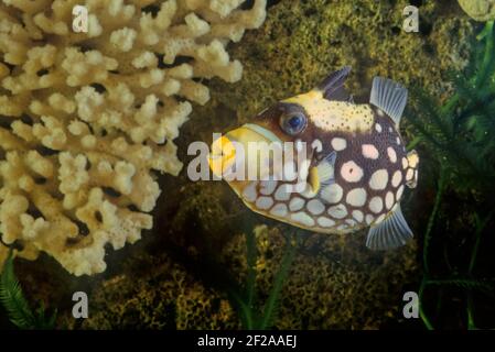 Il pesce trignolo (Balistoides cospicillum), noto anche come pesce trignolo bigspottato, è un pesce marino demersale appartenente alla famiglia Balistid Foto Stock