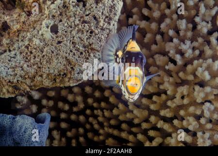 Il pesce trignolo (Balistoides cospicillum), noto anche come pesce trignolo bigspottato, è un pesce marino demersale appartenente alla famiglia Balistid Foto Stock