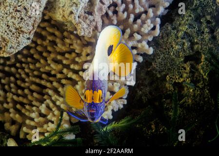 Pomacanthus xanthometopon è un pesce marino alettato a raggi, un pesce angelo marino appartenente alla famiglia dei Pomacanthidae, che si trova in zone poco profonde dell'Indo-PAC Foto Stock