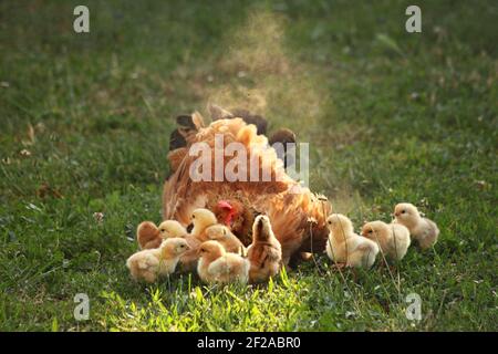 Galline e polli in un yard.Chickens rurale in un'erba nel villaggio contro il sole photos.Gallus gallus domesticus. Pollame biologico farm.Organic agricoltura. Foto Stock