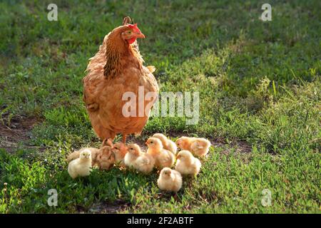 Polli in un'erba nel villaggio contro le foto del sole. Gallus gallus domesticus. Galline e polli in un cortile rurale, libero raggio. Foto Stock