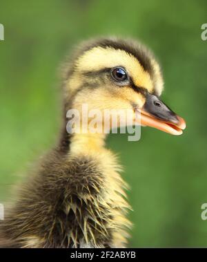 Ritratto di anatroccolo neonato. Anatroccolo curioso. Anatroccolo umoroso. Animali domestici carini. ANAS platyrhynchos domesticus. Ritratto del neonato simpatico anatroccolo. Foto Stock