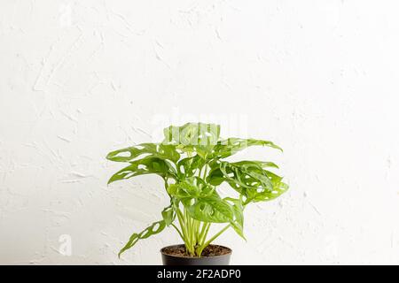 Monstera adonsonii Monkey Mask pianta nel vivaio su parete bianca, concetto di giungla urbana, piante crescenti a casa, copia spazio per il testo Foto Stock