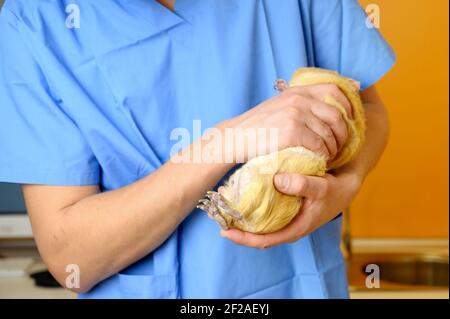 Veterinario che esamina cavia presso l'ufficio veterinario. Foto di alta qualità Foto Stock