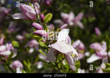 Fiori viola di Magnolia giovani in fiore primo piano concetto di primavera Foto Stock