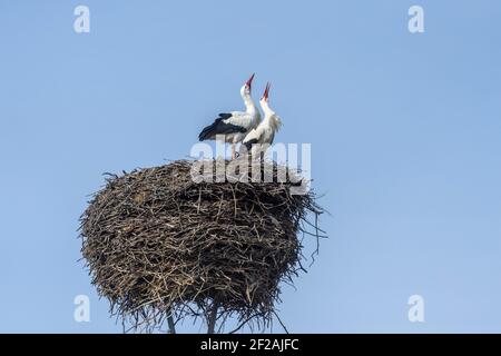 Loburg, Germania. 09 marzo 2021. Due cicogne bianche (Ciconia ciconia) si siedono nel loro nido e si aggrappano le loro querce. Credit: Klaus-Dietmar Gabbert/dpa-Zentralbild/ZB/dpa/Alamy Live News Foto Stock