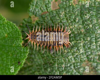 Macro fotografia di una larva di un coleottero tartaruga su una foglia, catturata in un giardino vicino alla città coloniale di Villa de Leyva, Colombia. Foto Stock