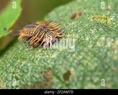 Macro fotografia di una larva di un coleottero tartaruga su una foglia, catturata in un giardino vicino alla città coloniale di Villa de Leyva, Colombia. Foto Stock