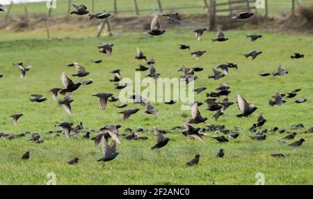 Bleasdale, Preston, Lancashire, Regno Unito. 11 Marzo 2021. Un gregge di stelle prende in aria in una giornata ventosa su terreni agricoli vicino a Preston, Lancashire. Credit: John Eveson/Alamy Live News Foto Stock