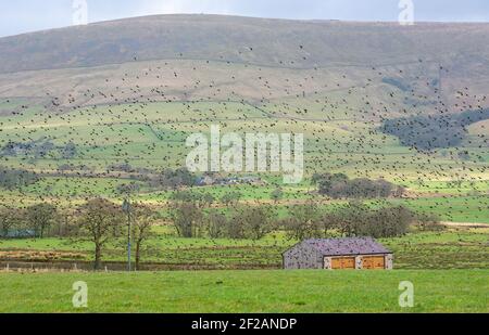 Bleasdale, Preston, Lancashire, Regno Unito. 11 Marzo 2021. Un gregge di stelle prende in aria in una giornata ventosa su terreni agricoli vicino a Preston, Lancashire. Credit: John Eveson/Alamy Live News Foto Stock