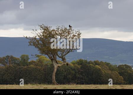 Lonely Tree & Raven - Phoenix Park, Dublino, Irlanda Foto Stock