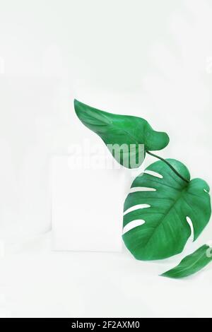 Foglie di piante tropicali monstera e filodendro su sfondo chiaro in formato banner con posto per il focus selettivo del testo Foto Stock