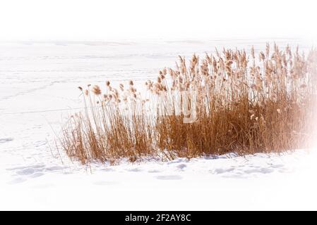 Fiori secchi di Typha Latifolia, detti anche Cattails, nella neve vicino al fiume Dnieper ghiacciato coperto dalla neve in inverno, a Kiev, Ucraina Foto Stock