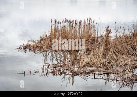 Fiori secchi di Typha Latifolia, detti anche Cattails, nella neve vicino al fiume Dnieper ghiacciato coperto dalla neve in inverno, a Kiev, Ucraina Foto Stock