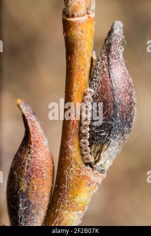 Falena salmastra rosa (Xanthia togata) che si sovrappone alle uova sulle catkins di salice, Finlandia selvaggia. Foto Stock