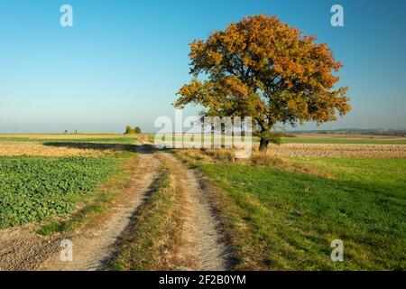 Un grande albero autunnale che cresce accanto ad una strada sterrata, cielo blu senza nuvole Foto Stock