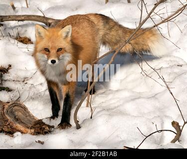 Volpe rossa in primo piano guardando la telecamera nella stagione invernale nel suo ambiente e habitat con neve e rami sullo sfondo, che mostra la coda di volpe. Foto Stock