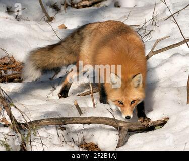 Volpe rossa che invecchia nella stagione invernale nel suo ambiente e habitat con neve e rami di sfondo, mostrando boscio coda di volpe, pelliccia. Immagine FOX. Foto Stock