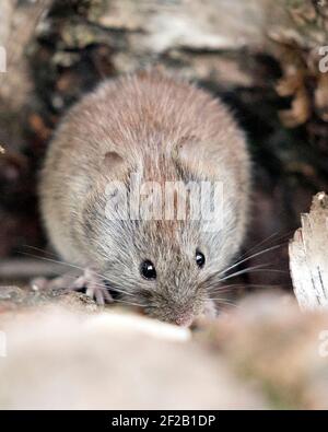 Vista del profilo in primo piano del mouse nella foresta mangiare e guardare la fotocamera nel suo ambiente e habitat con uno sfondo sfocato. Immagine. Immagine. Verticale Foto Stock