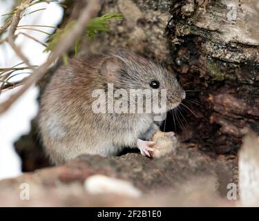 Vista laterale del profilo di primo piano del mouse nella foresta mangiare nel suo ambiente e habitat con uno sfondo sfocato. Immagine. Verticale. Immagine. Foto Stock