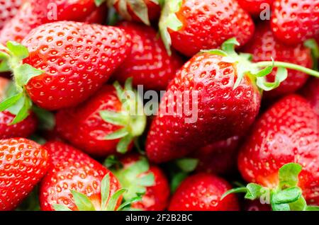 Fragole fresche pronte per essere mangiate. Foto Stock