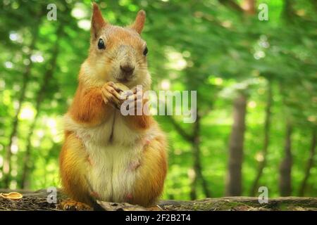 Eurasiatico divertente scoiattolo mangiare chiocciola closeup. Madre scoiattolo all'aperto in estate. Foto Stock
