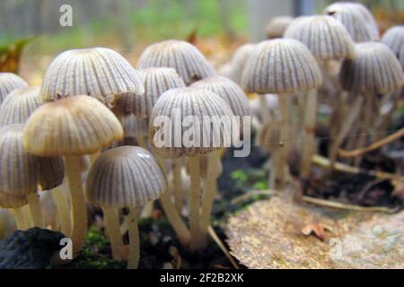 Funghi molto piccoli che crescono in grandi gruppi, formando una piccola parasitofobia, grigio giallastro, cappuccio profondamente ruffato. Famiglia di funghi Coprinellus dissematu Foto Stock