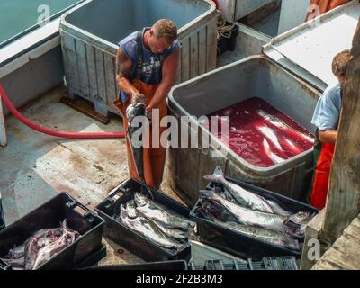 Capo Porpoise, ME, US-15 luglio 2012: Pescatore che scarica cattura al molo dopo la pesca nell'oceano Atlantico. Foto Stock