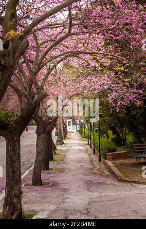 Alberi fioriti nel centro di Atene, in Grecia, durante la primavera. Foto Stock
