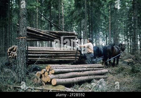 Lavorare nella foresta negli anni '70. Un uomo lavora nella sua foresta e taglia gli alberi per trasportarli su un con il suo cavallo alla sua casa o alla segheria. Due cavalli tira il carro carico di tronchi. La gru è alimentata da un motore a 2 tempi e da una pompa idraulica che facilita il carico e lo scarico del legname. Svezia 1975 Foto Stock