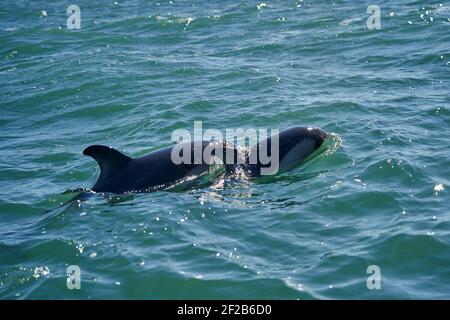 Lagenorhynchus australis, Delfini di Peale nuotare nelle acque turchesi dell'oceano atlantico alla costa della patagonia in argentina, mostra del Foto Stock