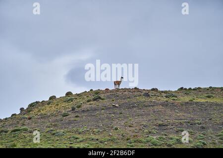 Lama guanicoe è un camelide originario del Sud America, strettamente legato al lama addomesticato. Guanaco su una cresta rocciosa del mountai andino Foto Stock