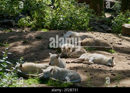 Wolf pack di grandi e bianchi Hudson Bay Wolf, vive nell'Artico e sulla costa nord-occidentale di Hudson Bay in Canada, Nord America. Canis lupus huds Foto Stock