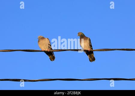 Due piccioni nazionali arroccati su un filo, sfondo blu cielo. Foto Stock