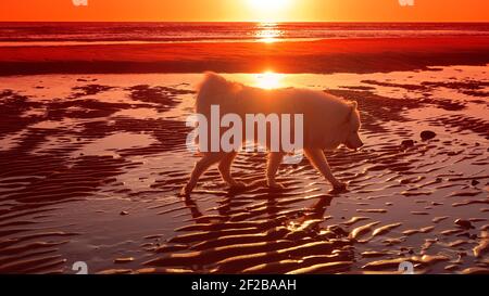 Cane Samoyed sulla spiaggia al tramonto Foto Stock