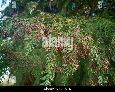 "fiori" rossi su un conifero boccioli di cono rosa Foto Stock