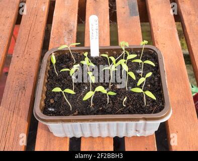 Contenitore in plastica riciclata per alimenti utilizzato per sollevare piantine di pomodoro Tumbler Foto Stock