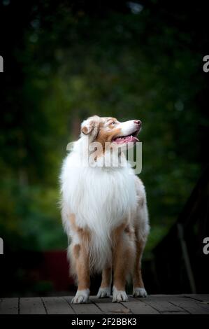 Bellissimo cane australiano merle guardando in su, in piedi su una superficie di legno nella foresta Foto Stock