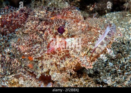 Scorfano tasselato. (Scorpaenopsis oxycephala), stretto di Lembeh, Sulawesi, Indonesia Foto Stock