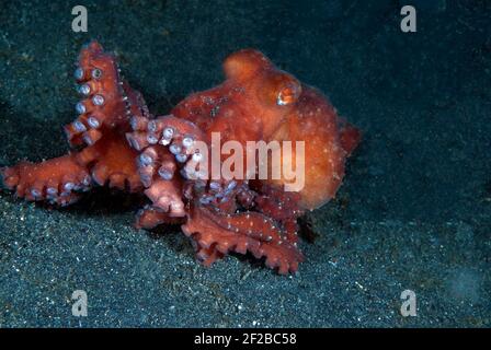 Polpo di cocco, stretto di Lembeh, Sulawesi, Indonesia Foto Stock