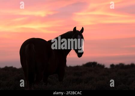 Wild Horse ha una silhouette in un tramonto del Wyoming Foto Stock