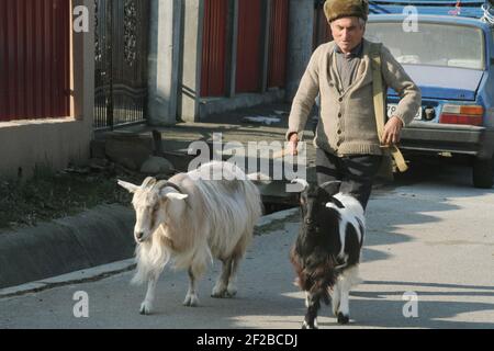 Vrancea, Romania. Contadino con capre sulla strada del villaggio. Foto Stock