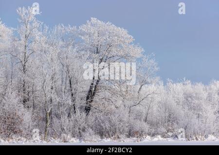 Brina in una bella giornata invernale nel Wisconsin settentrionale. Foto Stock