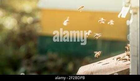 Apiario al sole. Ritorno delle api all'alveare in serata al tramonto. Foto Stock