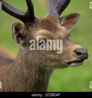 sika cervo stag, fauna selvatica britannica Foto Stock