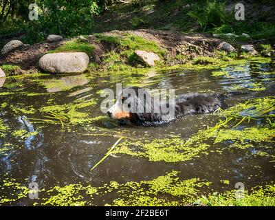 Bernese cane di montagna che fa il bagno in uno stagno, Polonia Foto Stock