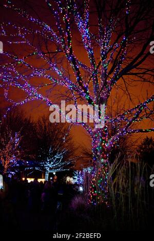 Zoo Lights notte presso lo Smithsonian National Zoological Park nel mese di dicembre di ogni anno per celebrare la stagione. Foto Stock