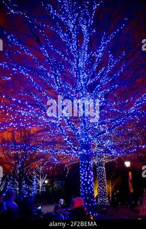 Luci blu brillanti sull'albero allo Zoo Lights Night presso lo Smithsonian National Zoological Park a dicembre di ogni anno per celebrare la stagione. Foto Stock