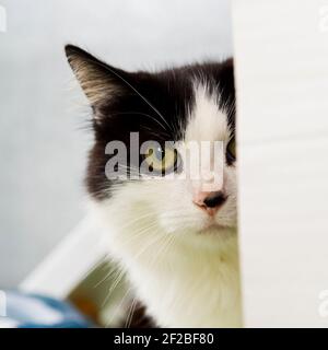 gatto bianco e nero che guarda Foto Stock